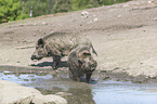 wild boars at the water