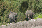 wild boars