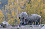 wild boars