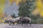 wild boars