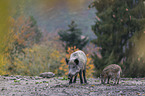 wild boars