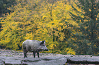 wild boar