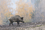walking wild boar