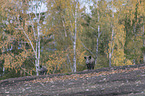 wild boars