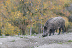 wild boar