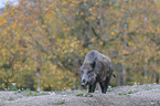 walking wild boar