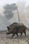 walking wild boar