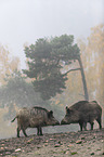 wild boars