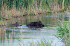 floating Wild Boars