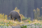 walking Wild Boar