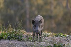 standing Wild Boar
