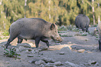 walking Wild Boar
