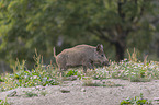walking Wild Boar