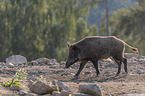 walking Wild Boar