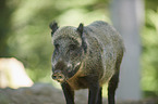 standing Wild Boar