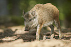 walking Wild Boar