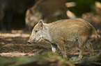 walking Wild Boar