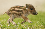 running Wild Boar Piglet