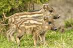 standing Wild Boar Piglets