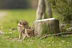 lying Wild Boar Piglets