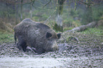 standing Wild Boar