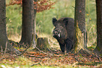 standing Wild Boar