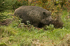 standing Wild Boar