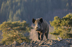 walking Wild Boar