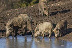 standing Wild Boars