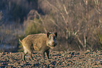 standing Wild Boar