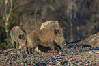 standing Wild Boars