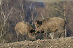 standing Wild Boars