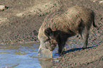 standing Wild Boar