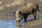 standing Wild Boar