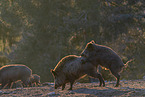 standing Wild Boars