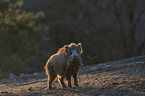 standing Wild Boar