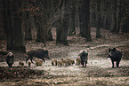 Wild Boars