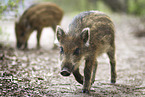 Wild Boars