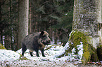 standing Wild Boar
