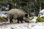 standing Wild Boar