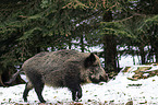 running Wild Boar
