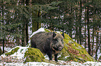 standing Wild Boar