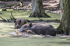 Wild Boars in the water