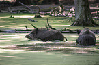 Wild Boars in the water
