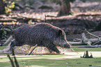 Wild Boar in the water