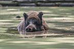 Wild Boar in the water