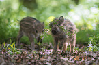 young Wild Boars