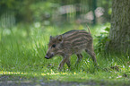 young Wild Boar