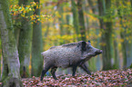 walking Wild Boar