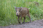 young Wild Boar